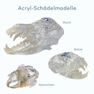 Übersicht_Acryl-Schädelmodell © Visiovet_iM3